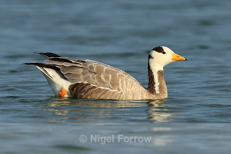 Bar-headed Goose swimming on Farmoor 2 - Bar-headed Goose