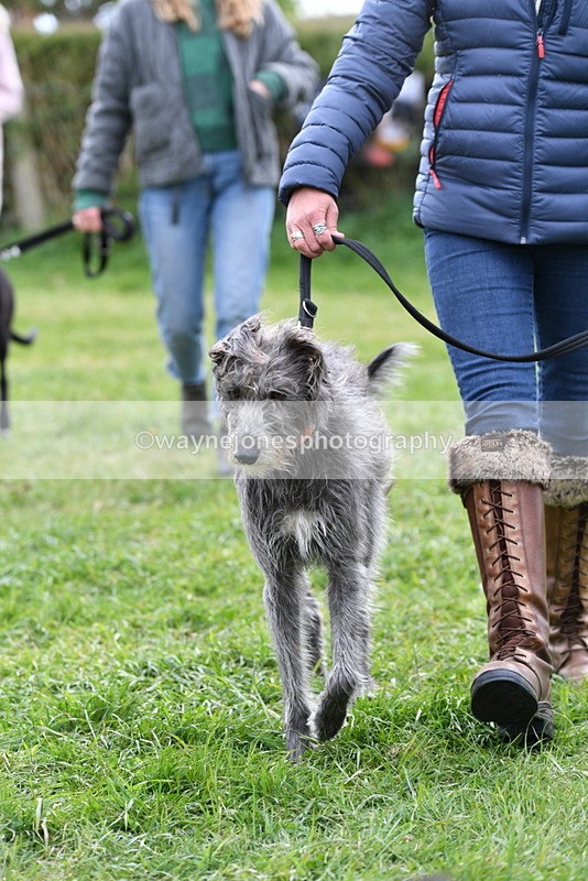 WJ5_9300 - Class 1 Best Cross Breed / Heniz 57