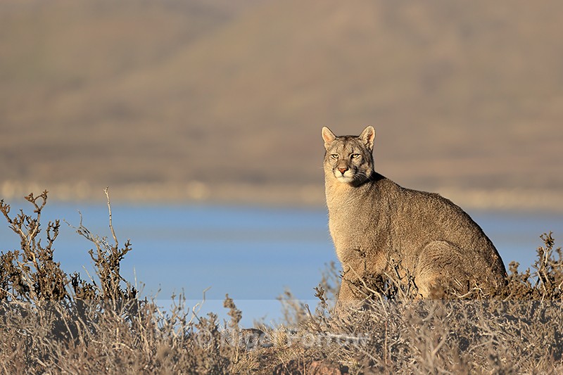 Puma (female) sitting above Lago Sarmiento de Gamboa, Torres del Paine - Puma