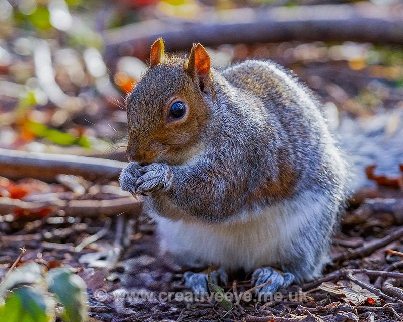 No.0092 Gray Squirrel - Animal world