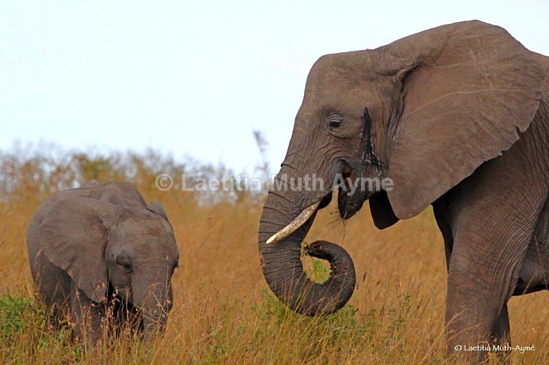IMG_1208 Maasai Mara - Elephants