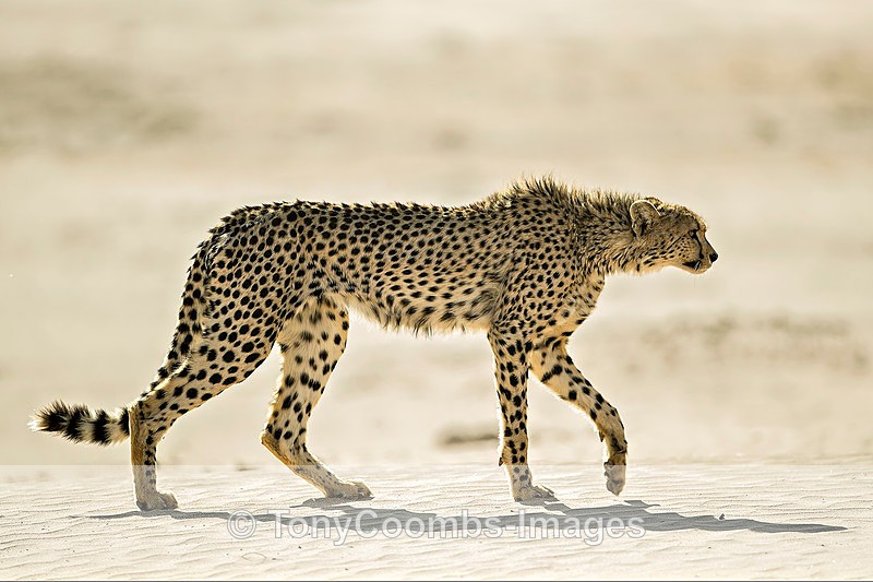 Cheetah - The Hoanib