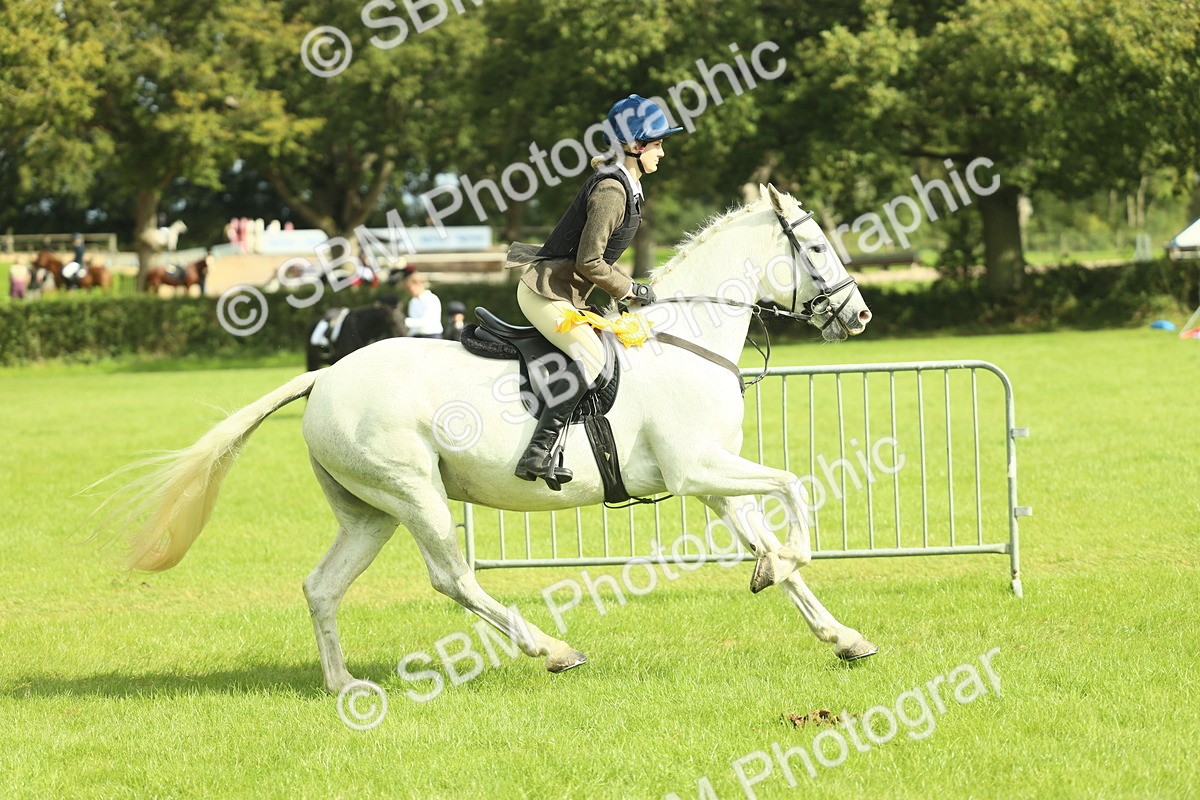 SBM_44848 - S31 - Working Hunter Pony