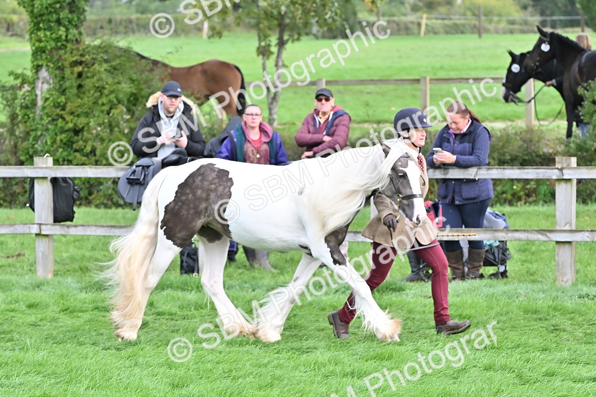 SBM_56888 - S45 - Coloured Pony In Hand