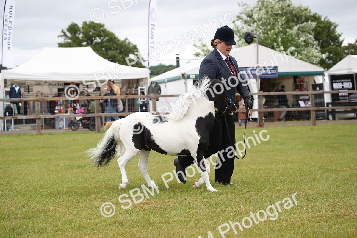 SBM_03761 - Class 23-25 - British Miniature Horse of the Year