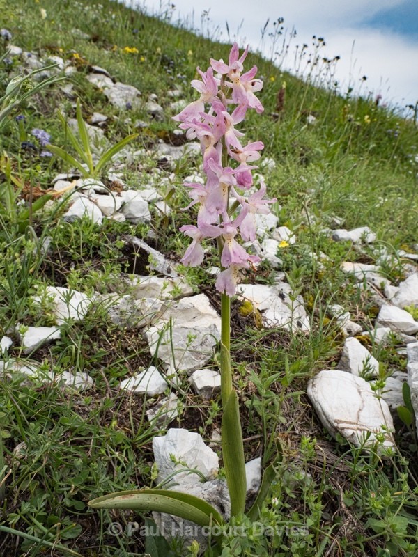 Hybrid Orchis - Orchis x colemanii ( Orchis mascula x O. pauciflora) - Wild Orchids - 1