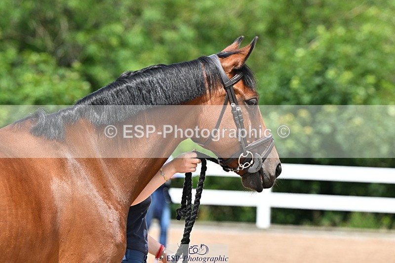 240718A-105312-01688 - Trot Up 1pm to 2pm