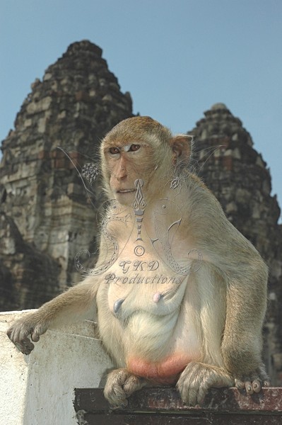 Macaque Monkeys - Thailand - ANIMALS