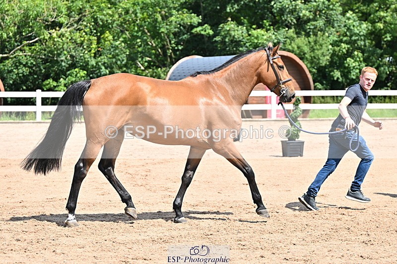 240718A-105245-01105 - Trot Up 12pm to 1pm