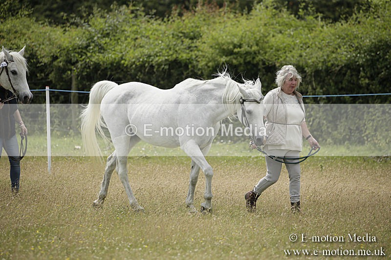 B230619-0565 - Bourne Valley Riding Club Summer Show 23/06/19