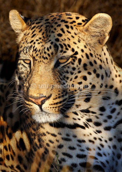 Leopard - Botswana