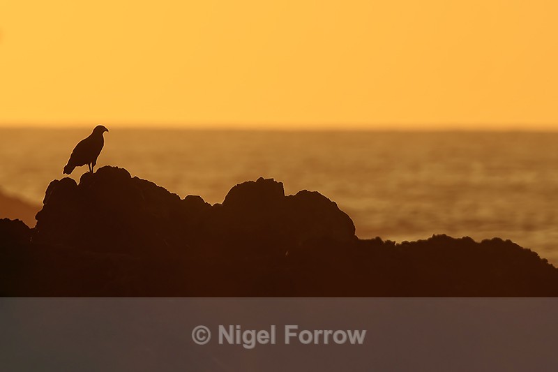 Common Black Hawk at sunset, Costa Rica - Common Black Hawk