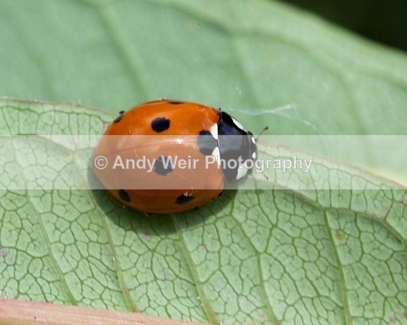 20110820-IMG_6336 - Insects