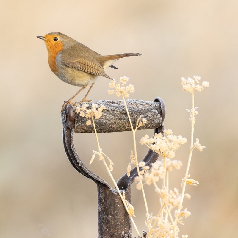 Robin on Spade SD2552 - Greeting Cards