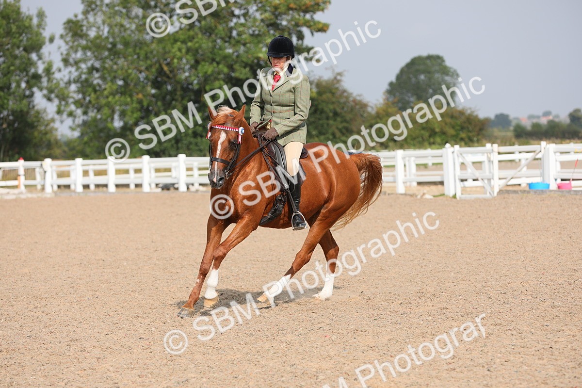 SBM_11400 - Class 305 Ridden Foreign Breeds- Pure Bred