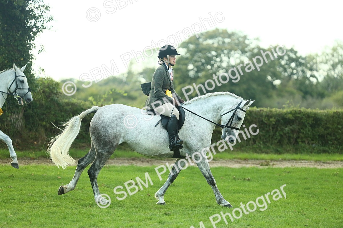 SBM_52260 - S33 - Working Hunter & Working Show Horse
