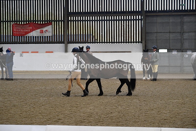 WJ5_4207 - Class 6 In hand M&M - Large Breeds