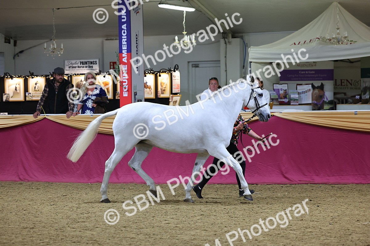SBM_18799 - Class E IH Horse Champ