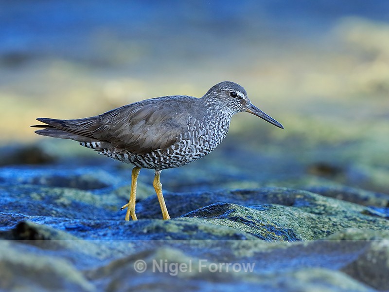 Wandering Tattler (breeding plumage), Ke'e Beach, Kauai - Wandering Tattler