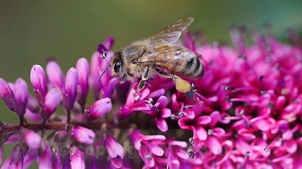 Busy Bee On A Buddleia - MACRO & CLOSE UPS