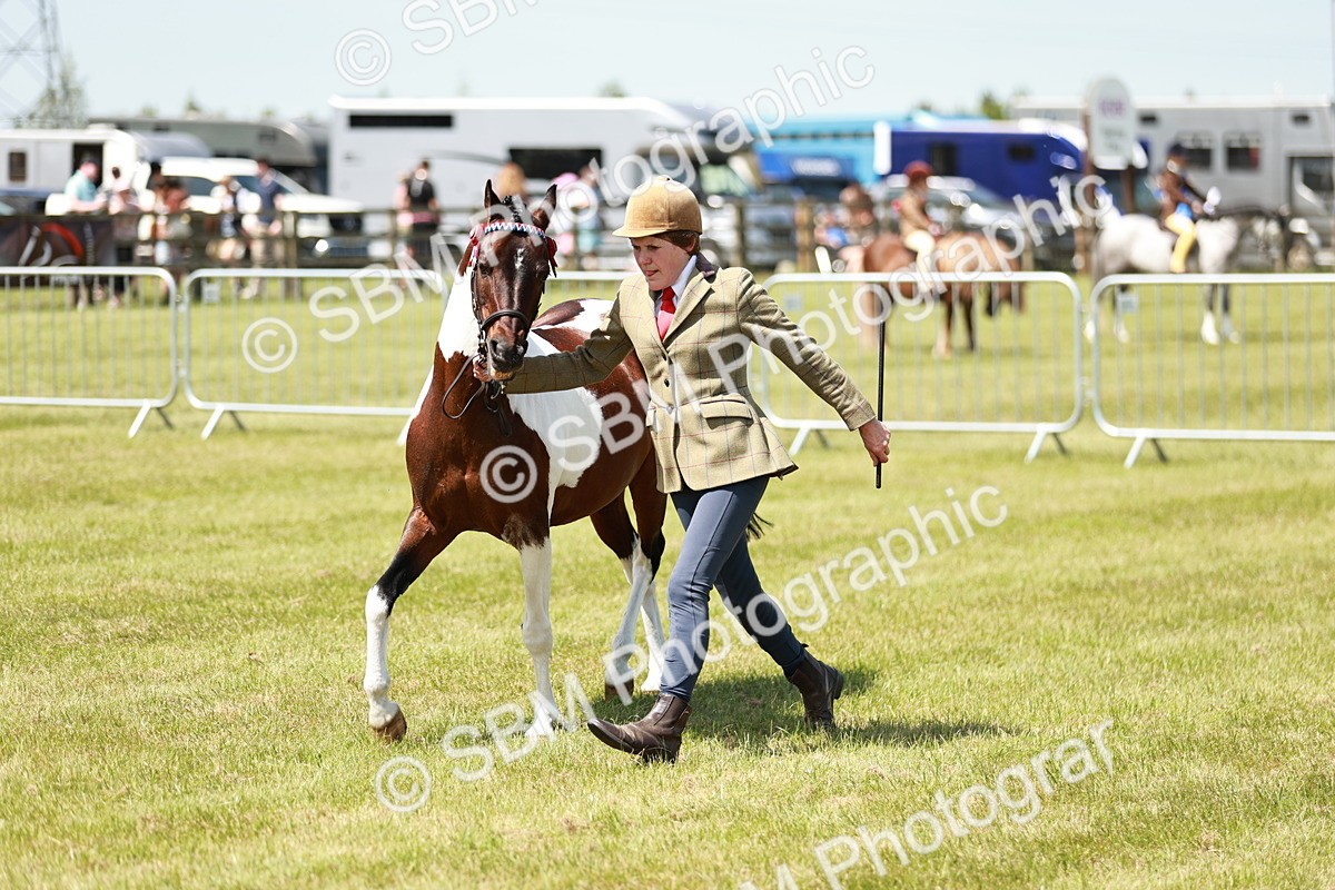 SBM_05460 - Class 41-45 - Riding Pony-Hunter Pony Breeding