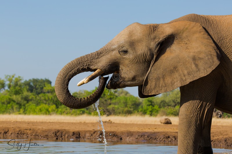 Youngster Drinking 1