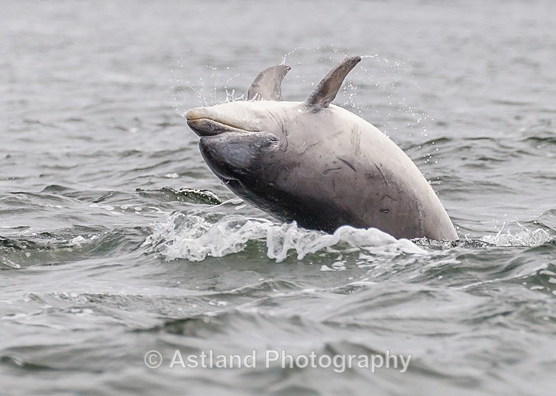 Astland Photography, Bird and Wildlife Images, Susan and Peter Wilson, U.K.