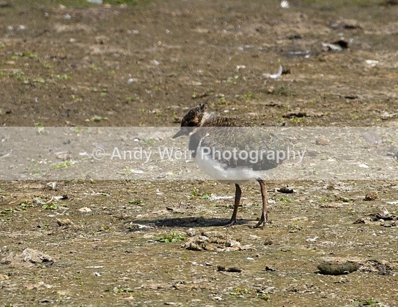 20110702-IMG_6190 - Lapwing