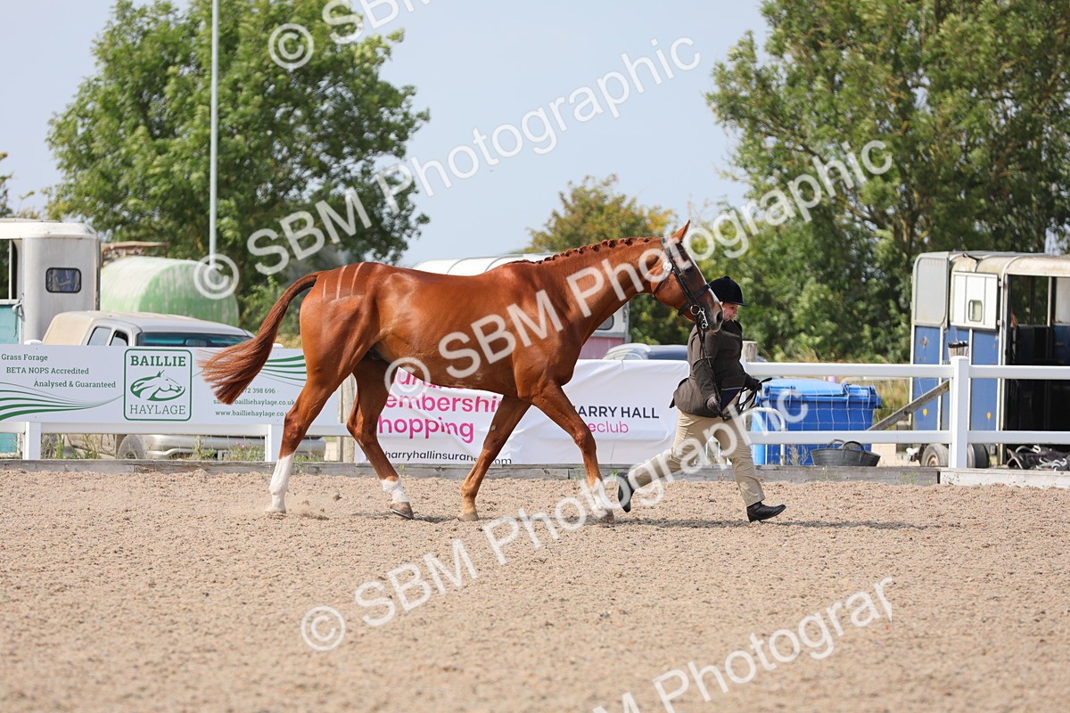 SBM_15668 - Class 312 IH Competition Horse/Pony