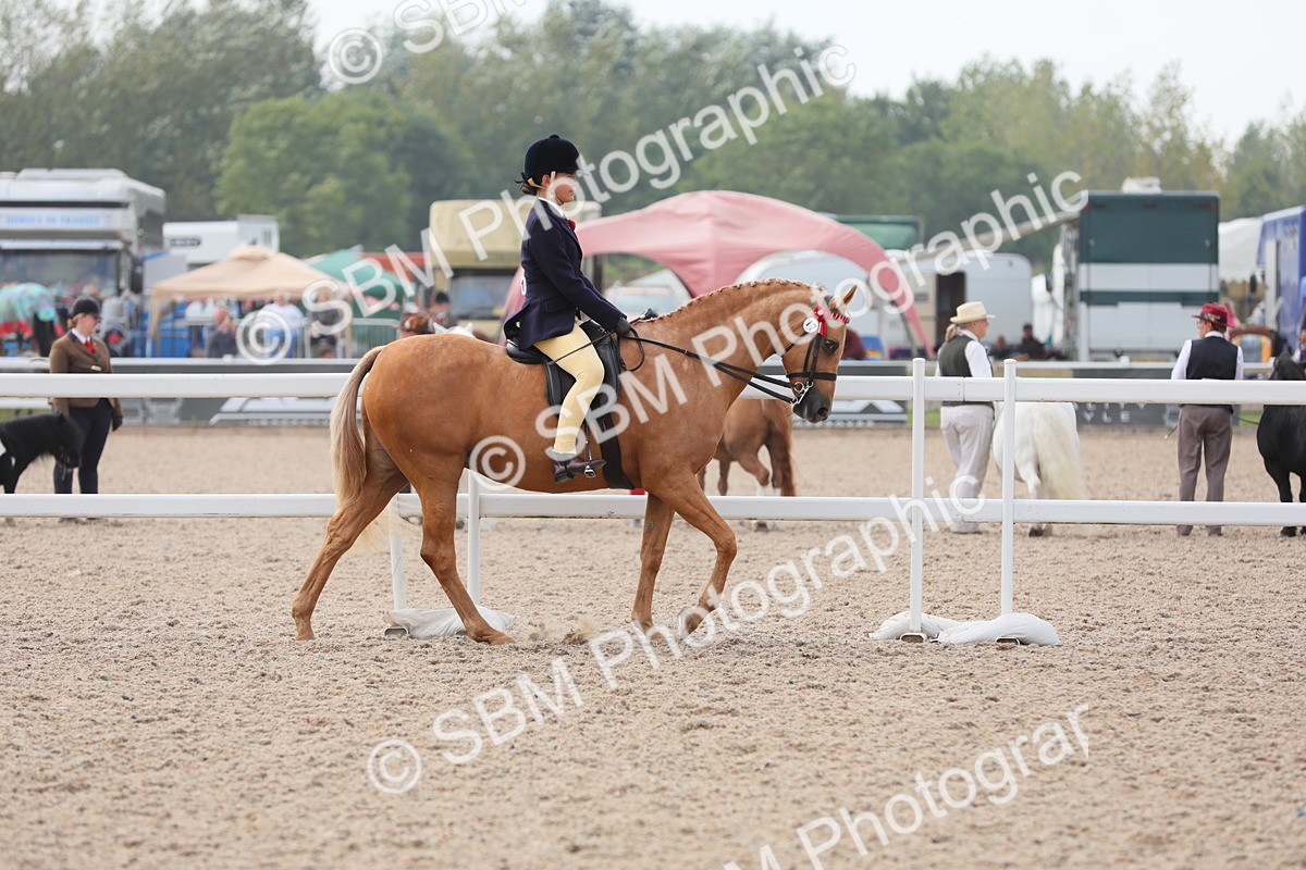 SBM_12647 - Class 307 Ridden Coloured Pony