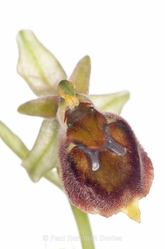  - WB: Orchids - Ophrys