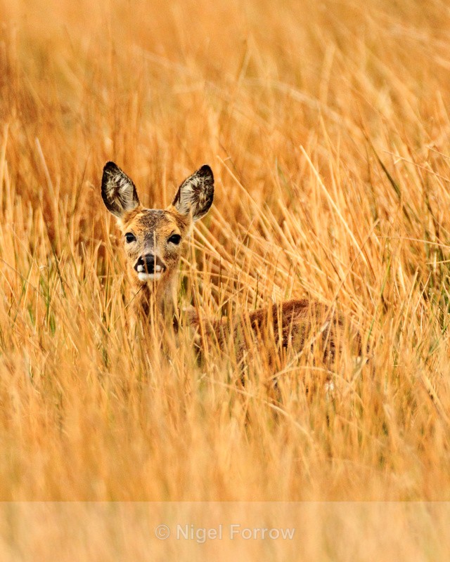 Young Roe Deer standing in long grass on Islay - Deer