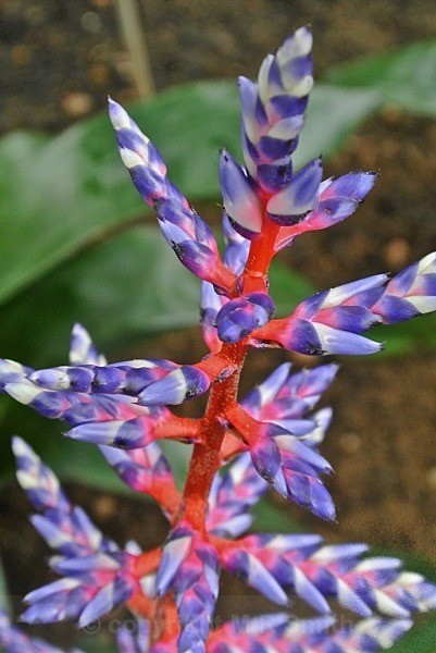 Orchid In Kew Festival - MACRO & CLOSE UPS 2