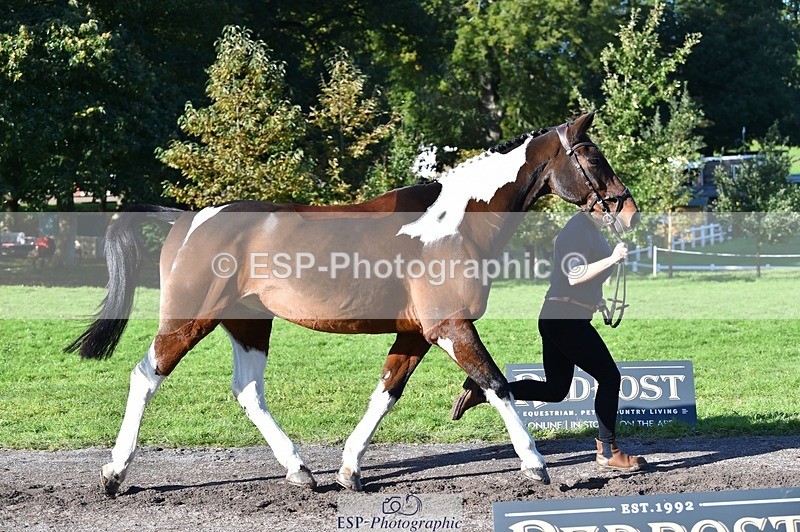 231022-110514-23708 - 408-BANKSY.III-Tina.Wallace-TrotUp+SJ