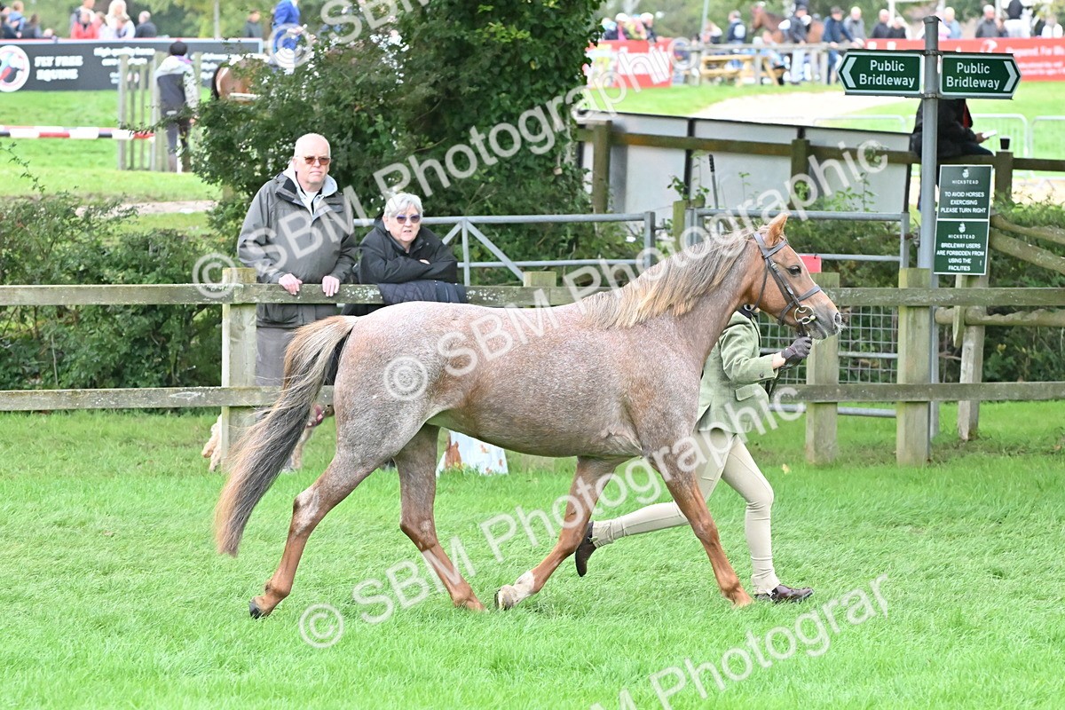SBM_60985 - S48 - Mountain & Moorland In Hand Small Breeds