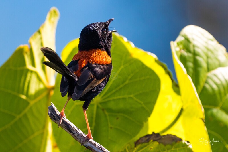 Singing 1 - Red-backed Fairy Wren