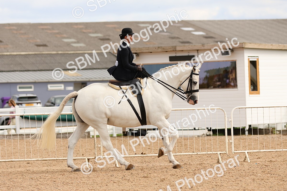 SBM_15888 - Class 216 - Best Side Saddle Horse-Pony