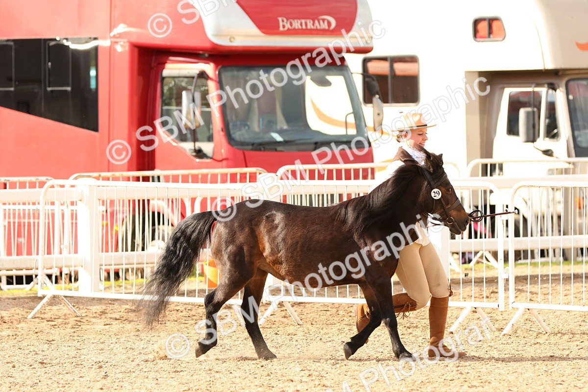SBM_18362 - Class 318 - IH Part Bred Horse Pony