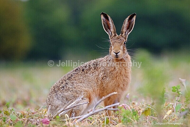  - Wildlife and Nature