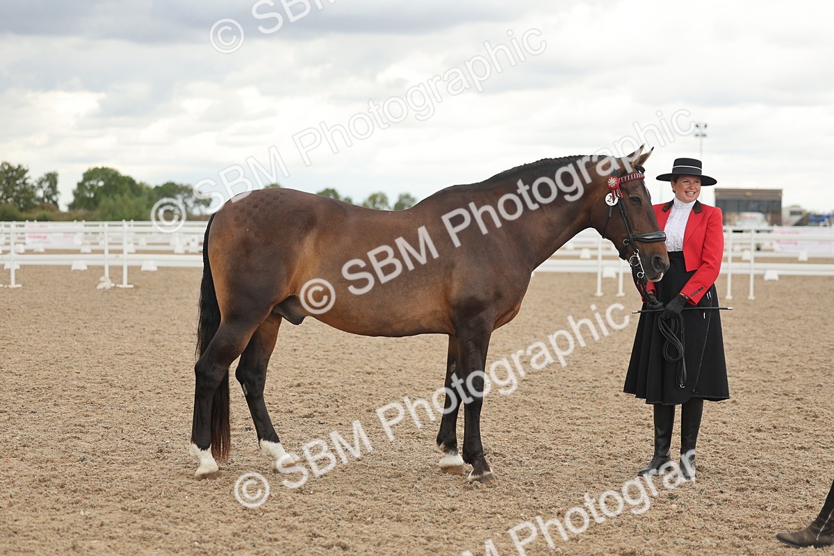 SBM_07646 - Class 26 - IH Foreign Breeds - Part Bred