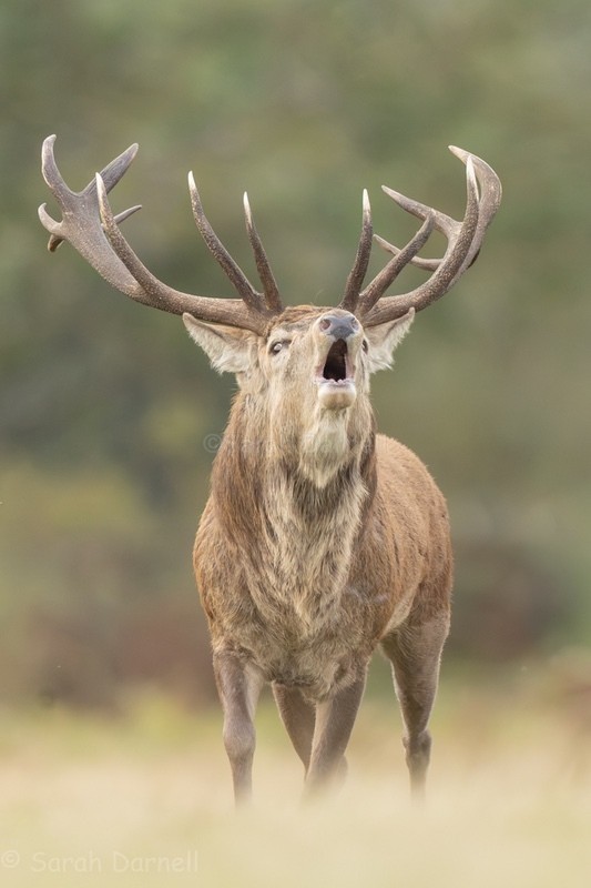 RD13 - Deer for Graham