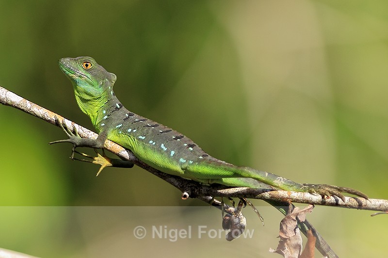 Plumed (Green) Basilisk, Tortuguero National Park, Costa Rica - REPTILES & AMPHIBIANS