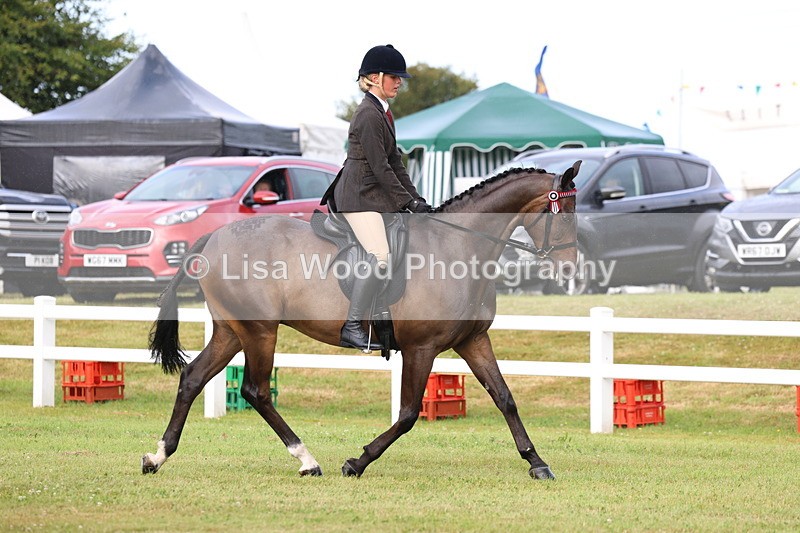 3E7A8002 - Class 2: Rising Star Large Hack/Riding Horse