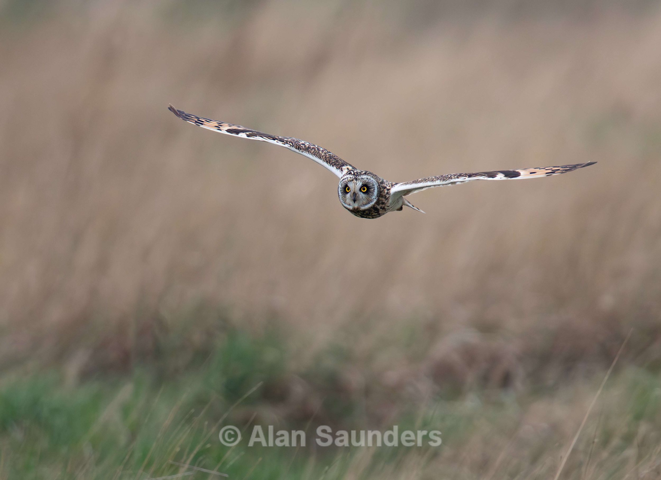 Short Eared Owl