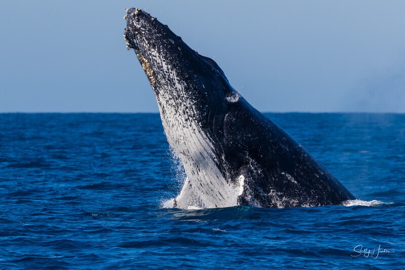 0A3A3400. Head Lunge Tall - 2023 Whale Photos