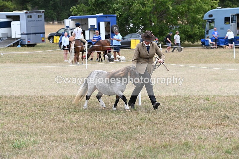 WJ6_5404 - Class 18 In-hand Coloured