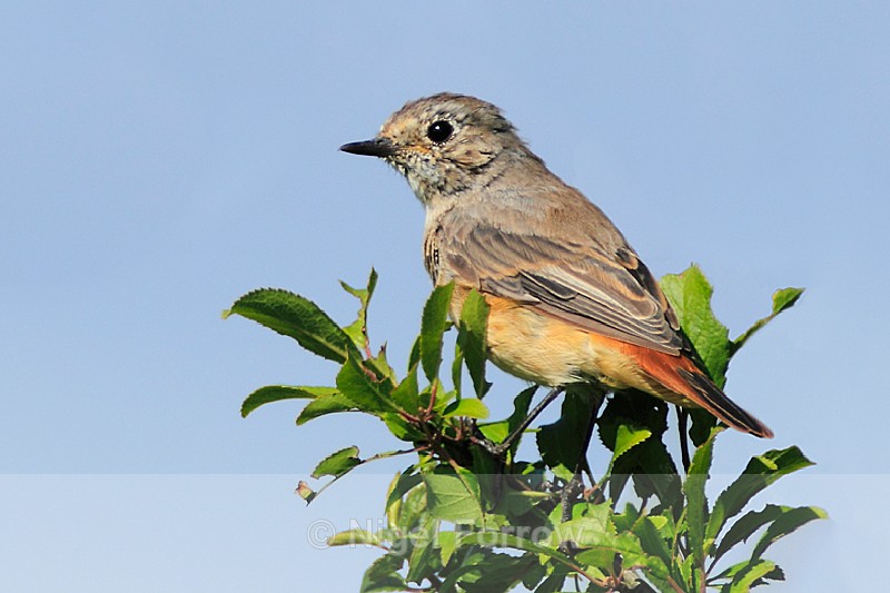 Redstart (female) in Long Meadow, Otmoor - Common Redstart