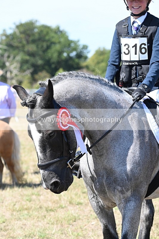 WJ6_8737 - Class 37b Best Loan Pony In-hand