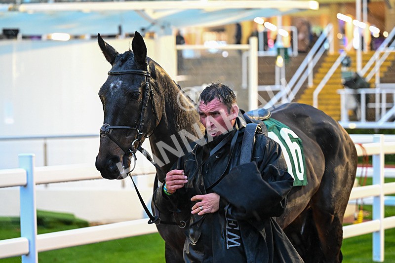 141125-Race 6-Bobbys Fortune-1338 - Race 6