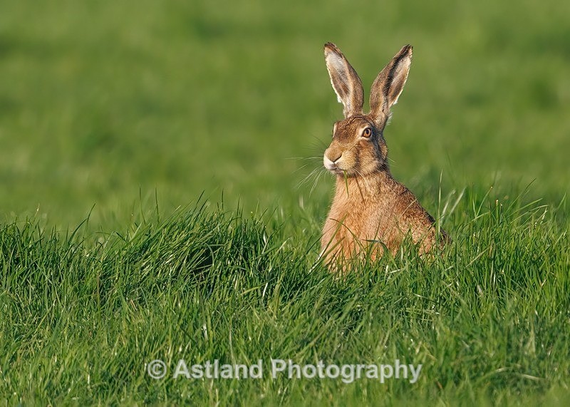 Brown Hare - Latest Images